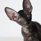 PEPPILOTTA Anima et Vita