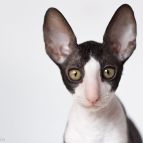 PERSEUS Anima et Vita