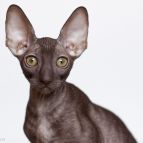 PRALINE Anima et Vita