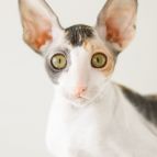 RICOTTA Anima et Vita*by