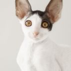 RUMIYA Anima et Vita*by