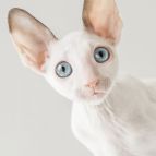 RADA Anima et Vita*by