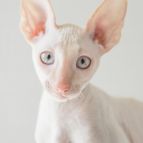 RIKKI Anima et Vita*by