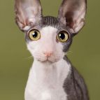 SKAZKA Anima et Vita*by