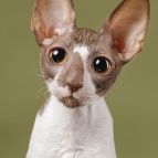 SAYURI Anima et Vita*by