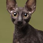 S... Anima et Vita*by