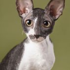 SIMON Anima et Vita*by