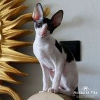 TYRION Anima et Vita*by