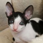 VITAL SMILE Anima et Vita*by