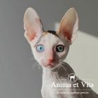 WATER LILY Anima et Vita*by