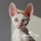 WINTER SUN Anima et Vita*by