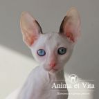 WHISKEY Anima et Vita*by