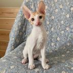 AINBO Anima et Vita*by