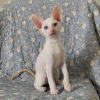 AHARON Anima et Vita*by