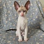 ALEXIS Anima et Vita*by