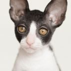 ZLATAN Anima et Vita*by