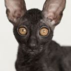 ZABAVA Anima et Vita*by