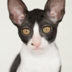 ZARA Anima et Vita*by