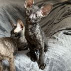 BEATRIX Anima et Vita*by