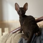 BUTTERFLY Anima et Vita*by