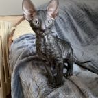 BURBERRY Anima et Vita*by