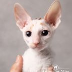 CATALINA Anima et Vita*by