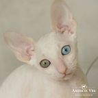 ALBA JESSICA Anima et Vita*BY