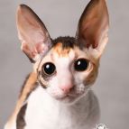 CASABLANCA  Anima et Vita*by