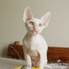 ANGEL VIVALDI Anima et Vita*BY