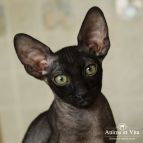 AVATAR Anima et Vita*BY