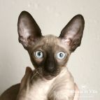 BASIO Anima et Vita*BY