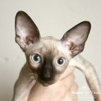 BAILEYS Anima et Vita*BY