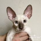 BENJAMIN Anima et Vita*BY