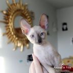 Cosmos Anima et Vita*BY