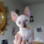 CHEERFUL DAISY Anima et Vita*BY