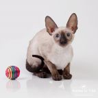 DANAYA Anima et Vita*BY