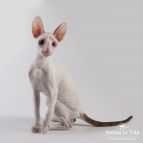 DANDY Anima et Vita*BY