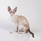 DOMINIKA-SHANTI Anima et Vita*BY