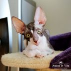 EMINEM Anima et Vita*BY