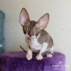 EVA Anima et Vita*BY