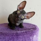 ETHIOPIA Anima et Vita*BY