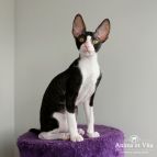 Felice Anima et Vita*BY