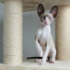 Geronimo Anima et Vita*BY