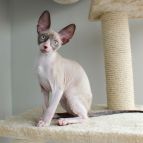 Geneva Anima et Vita*BY