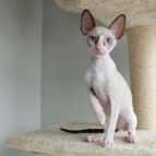 Gucci Anima et Vita*BY