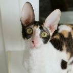 HONEY Anima et Vita*BY