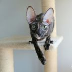 HAVANNA Anima et Vita*BY