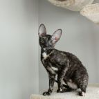 HALVA Anima et Vita*BY