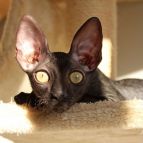 INDIANA JONES Anima et Vita