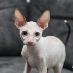 Jessica Anima et Vita*by